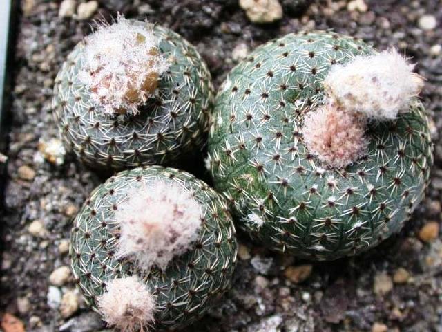 Frailea_castanea_2